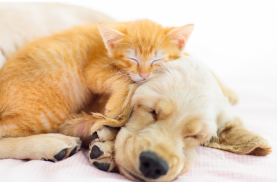 ペットを飼われている方へ